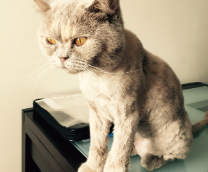 ��� ����