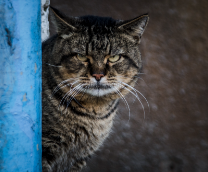 ������� ����