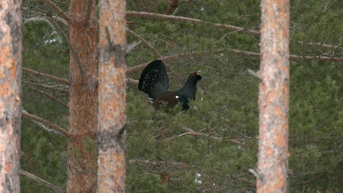 Wood grouse have begun to draw mysterious signs on the snow - My, The nature of Russia, Wood grouse, Leningrad region, Pavel Glazkov, Each creature has a pair, Video, Video VK, Longpost
