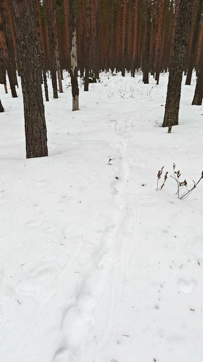 Wood grouse have begun to draw mysterious signs on the snow - My, The nature of Russia, Wood grouse, Leningrad region, Pavel Glazkov, Each creature has a pair, Video, Video VK, Longpost