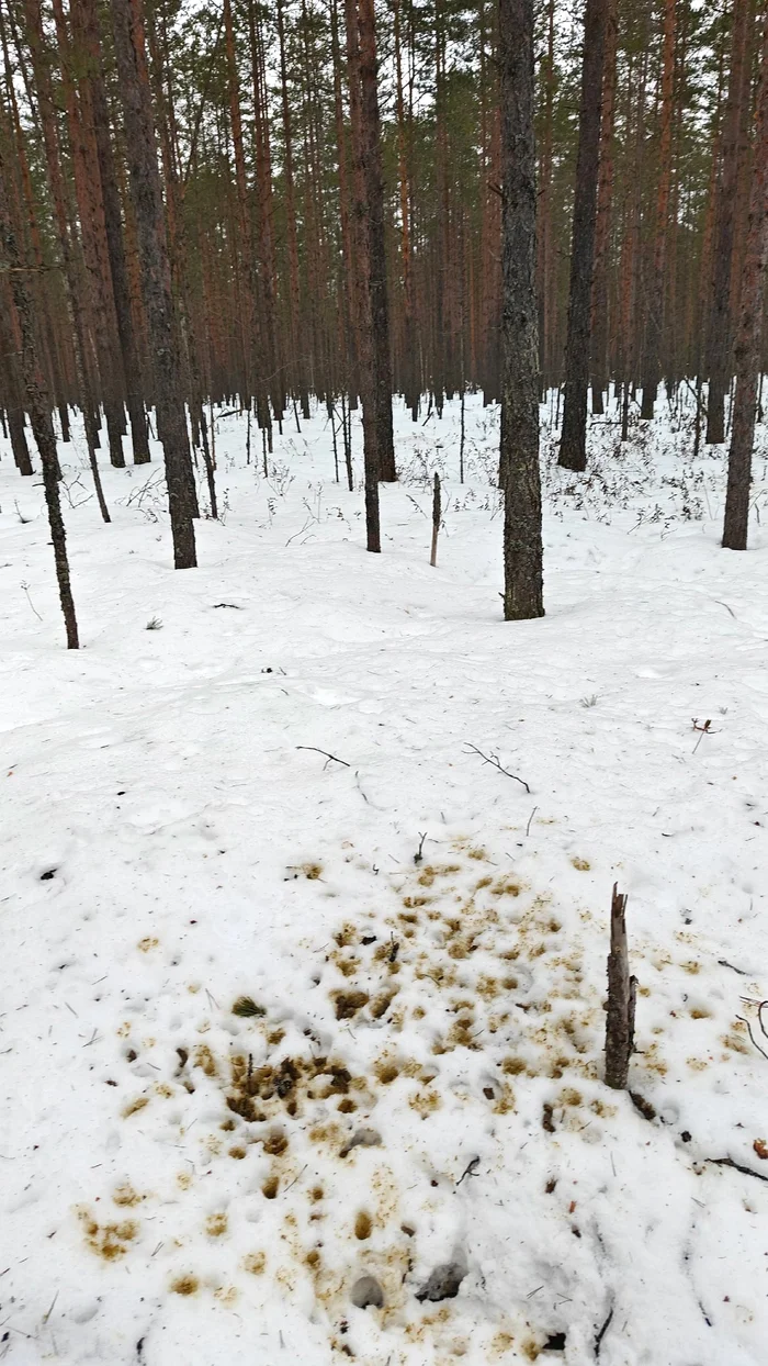 Wood grouse have begun to draw mysterious signs on the snow - My, The nature of Russia, Wood grouse, Leningrad region, Pavel Glazkov, Each creature has a pair, Video, Video VK, Longpost
