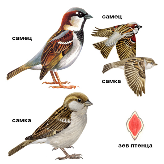 зев птенца?