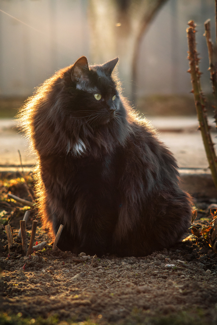                ? ,  ,  , ,  , Canon, Pentacon, 135mm