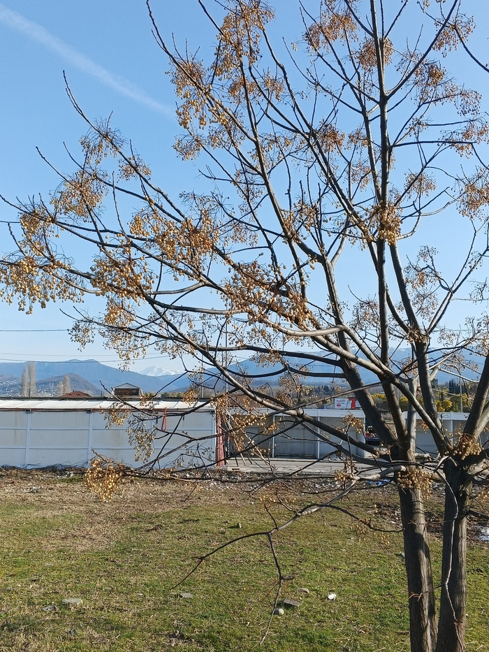 Какое то неведомое нам дерево в Абхазии