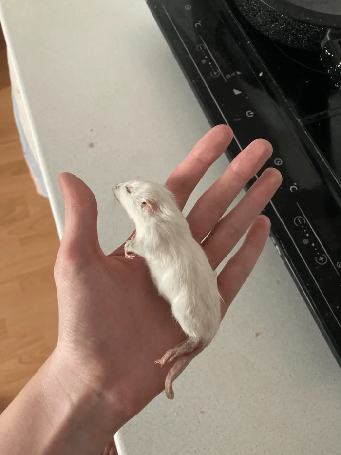 Старая фотка, сейчас Кек кушает крыс раза в 1,5-2 больше