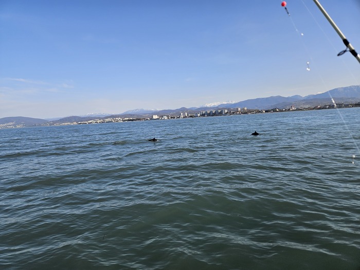 Дельфины распугивают рыбу