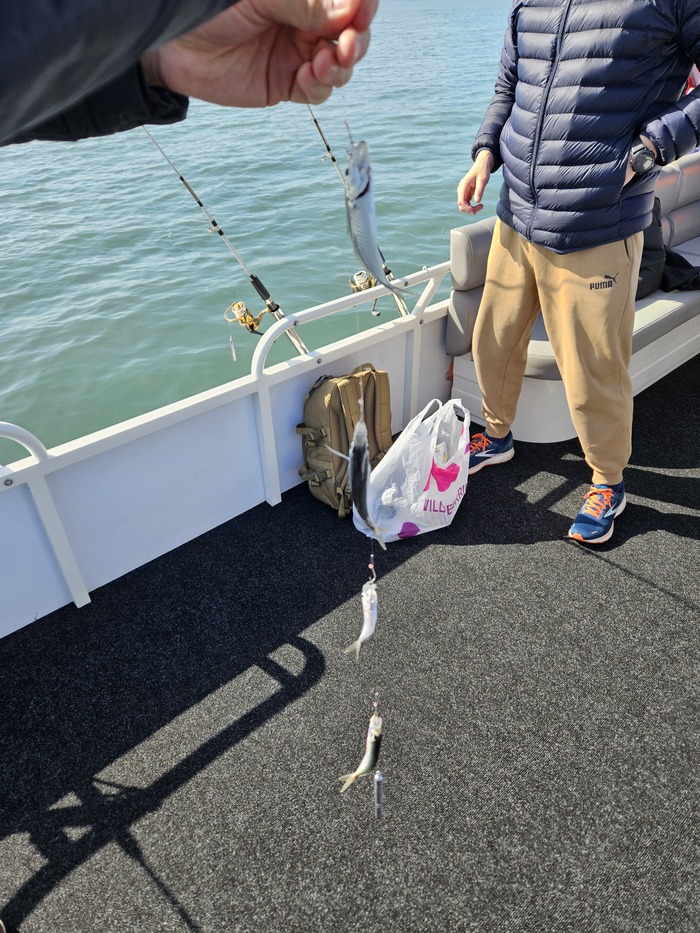 Ставрида на самодур