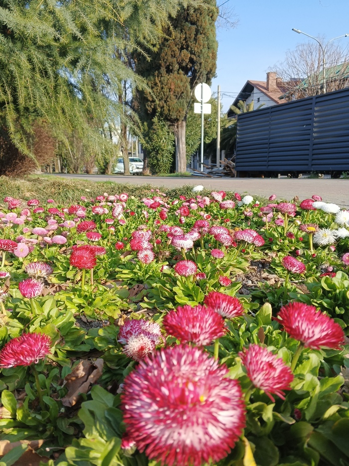 Видели как они набирают цвет....