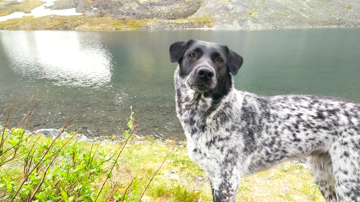 Четвероногие стихи)Некоторые особенности поведения всех Жуж...