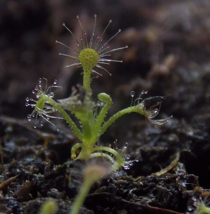 Трехнедельный сеянец omissa x pulchella