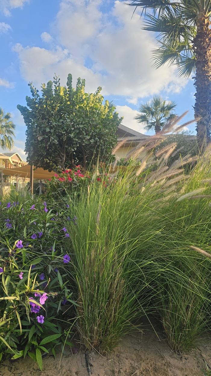 ���������� ����� Lapita ��������� ������� � ������ - ����� ����� � ������ �� �����:)