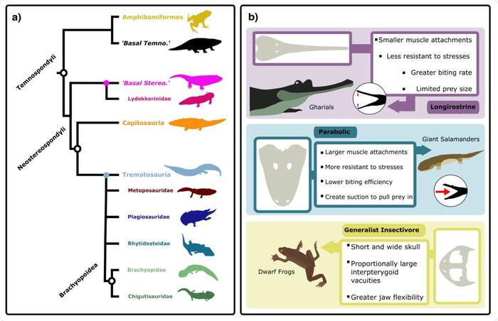 Как древние амфибии пережили массовое вымирание Кросспостинг, Pikabu Publish Bot, Новости, Ископаемые, Животные, Амфибия, Яндекс Дзен (ссылка), ВКонтакте (ссылка), Instagram (ссылка), TikTok (ссылка), Длиннопост