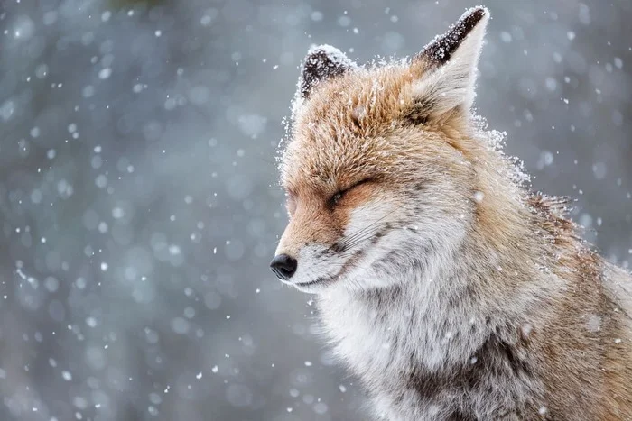 Опубликованы лучшие снимки дикой природы, получившие награду Sony World Photography Awards 2025! - Моё, Новости, Природа, Sony World Photography Awards