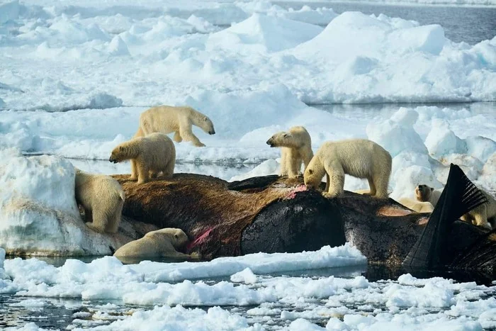 Опубликованы лучшие снимки дикой природы, получившие награду Sony World Photography Awards 2025! - Моё, Новости, Природа, Sony World Photography Awards