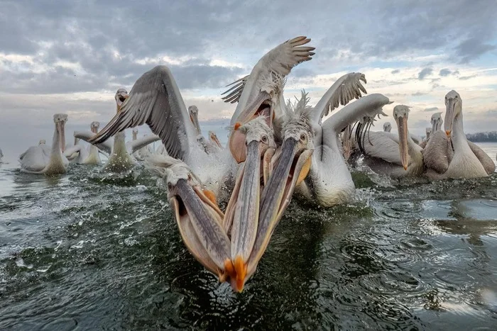Опубликованы лучшие снимки дикой природы, получившие награду Sony World Photography Awards 2025! - Моё, Новости, Природа, Sony World Photography Awards