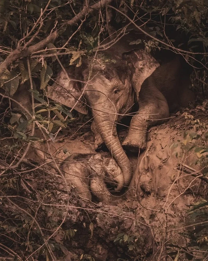 Опубликованы лучшие снимки дикой природы, получившие награду Sony World Photography Awards 2025! - Моё, Новости, Природа, Sony World Photography Awards