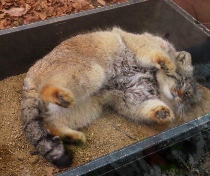 Не хочу я вставать в выходной!