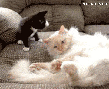 Кошачьи гифки Гифка, Ассорти, Кот, Длиннопост