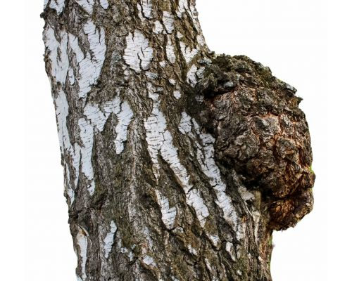 ��� �� ����, � ������ ��������� ������