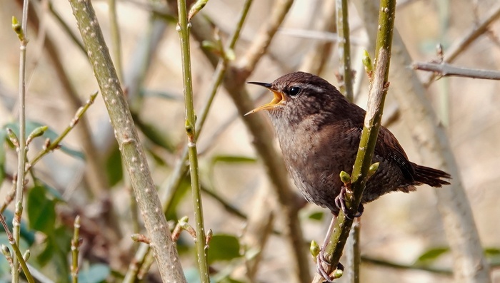 Птичка маленькая, меньше воробья, а голосистая...
