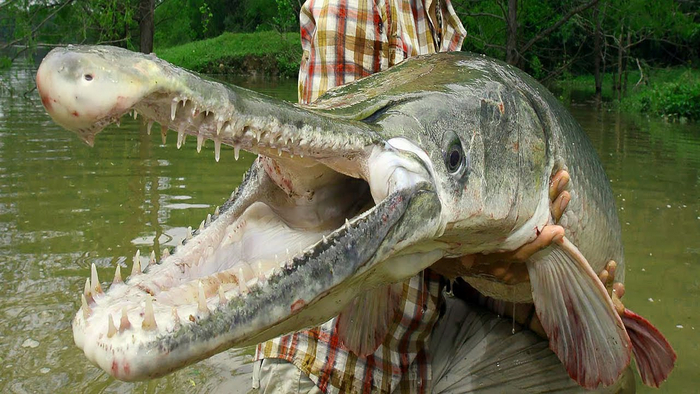 Для промысла эту рыбу не добывают. На неё рыбачат лишь самые отбитые любители спортивного лова!