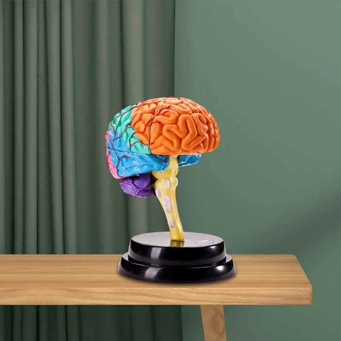 Big brain - rational brain? - My, Research, Discussion, Brain