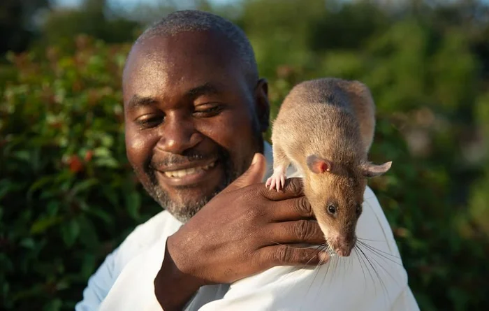 Carolina the Rat is Retiring - Thylacine Rat, Relaxation, Tuberculosis, Africa, Rodents, Wild animals, Marsupials