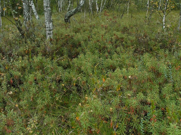       .  .    <!--noindex--><a href="https://pikabu.ru/story/rododendron_voylochnyiy_12504991?u=http%3A%2F%2Fplantarium.ru&t=plantarium.ru&h=a99e55320aea562513d8f75971d3e7338d0dbe18" title="http://plantarium.ru" target="_blank" rel="nofollow noopener">plantarium.ru</a><!--/noindex-->.