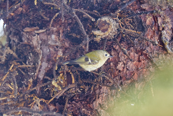 Желтогловый королёк