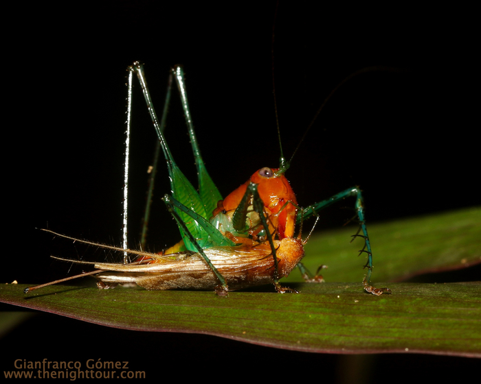 Есть траву я не собираюсь. Дружить с мухами — тоже. Ещё будут какие-то вопросы?
