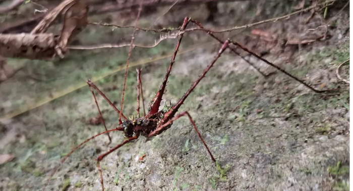 Не все паукообразные кузнечики яркие. Некоторые из них выглядят готично и мрачно.