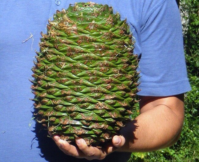    .    <!--noindex--><a href="https://pikabu.ru/story/araukariya_12520722?u=http%3A%2F%2Fkartinki-i-risunki.ru&t=kartinki-i-risunki.ru&h=f9bb0552286965284c37c76e0404182ac9df9360" title="http://kartinki-i-risunki.ru" target="_blank" rel="nofollow noopener">kartinki-i-risunki.ru</a><!--/noindex-->