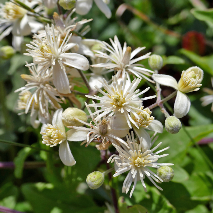   .    <!--noindex--><a href="https://pikabu.ru/story/klematis_12536279?u=http%3A%2F%2Fplantarium.ru&t=plantarium.ru&h=a99e55320aea562513d8f75971d3e7338d0dbe18" title="http://plantarium.ru" target="_blank" rel="nofollow noopener">plantarium.ru</a><!--/noindex-->