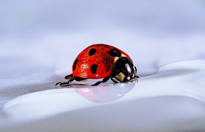 Nikon D7000, Nikkor 105mm (f/10, 1/250s, ISO 100).  7.