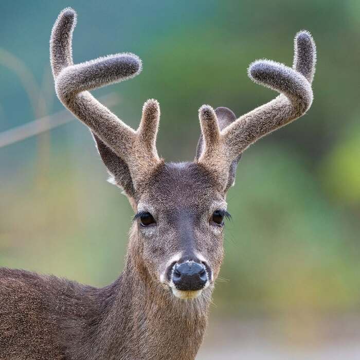 Белохвостый олень с бархатными рогами