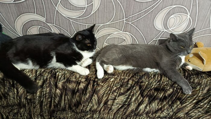 Дизель-кот или электро-кот?