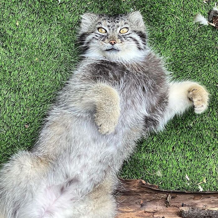        (<a href="https://pikabu.ru/story/s_dnyukhoy_12511327?u=https%3A%2F%2Fwww.instagram.com%2Fp%2FCylUU_jOuhZ%2F%3Figsh%3DMTF3NnhvZWVqdjZvdA%3D%3D&t=hemkerzoo%29.%20%D0%A4%D0%BE%D1%82%D0%BE%D0%B3%D1%80%D0%B0%D1%84%20Jackie%20Poepping&h=4389035e148ba8f3c34efffe373f9202d0789e54" title="https://www.instagram.com/p/CylUU_jOuhZ/?igsh=MTF3NnhvZWVqdjZvdA==" target="_blank" rel="nofollow noopener">hemkerzoo).  Jackie Poepping</a>