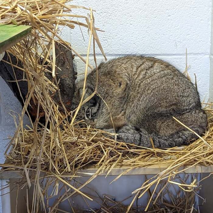     - Elizabeth T.    <a href="https://pikabu.ru/story/s_dnyukhoy_12511327?u=https%3A%2F%2Fwww.instagram.com%2Fp%2FCqAxwXnO_N_%2F%3Figsh%3DbDJpMWU4dXB5YXY4&t=%D0%B0%D0%BA%D0%BA%D0%B0%D1%83%D0%BD%D1%82%D0%B0%20%D0%B7%D0%BE%D0%BE%D0%BF%D0%B0%D1%80%D0%BA%D0%B0%20%28leerichardsonzoo%29%20%D0%B2%20%D0%BD%D0%B5%D0%BB%D1%8C%D0%B7%D1%8F%D0%B3%D1%80%D0%B0%D0%BC%D0%B5&h=f32022a0be3bb9578d6cd8c3bc124b90ed9c84c4" title="https://www.instagram.com/p/CqAxwXnO_N_/?igsh=bDJpMWU4dXB5YXY4" target="_blank" rel="nofollow noopener">  (leerichardsonzoo)  </a>