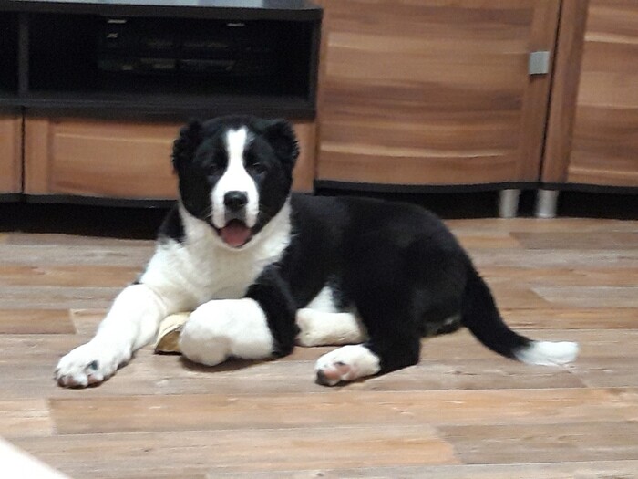 Кто меня звал???