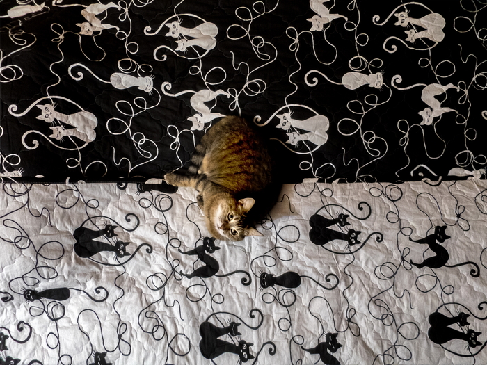 ���� ��������))