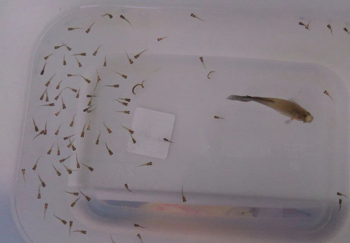 Мальки гуппи.