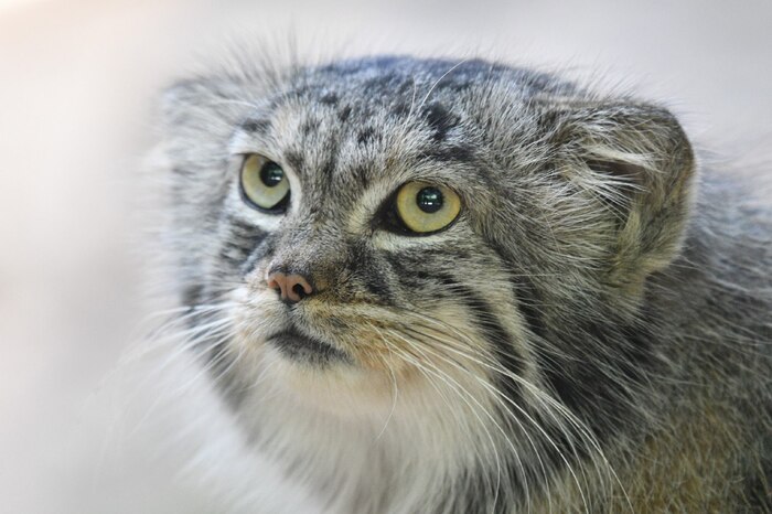 Автор фото Cristina Ferri. <a href="https://pikabu.ru/story/pozdravlyaem_12522874?u=https%3A%2F%2Fwww.facebook.com%2Fphoto%2F%3Ffbid%3D2255750974764149%26set%3Dpcb.2255753278097252&t=%D0%9C%D0%BE%D1%80%D0%B4%D0%BE%D0%BA%D0%BD%D0%B8%D0%B3%D0%B0&h=8e37a968c5416513cce7499bf47c3d0d592b68b4" title="https://www.facebook.com/photo/?fbid=2255750974764149&set=pcb.2255753278097252" target="_blank" rel="nofollow noopener">Мордокнига</a>