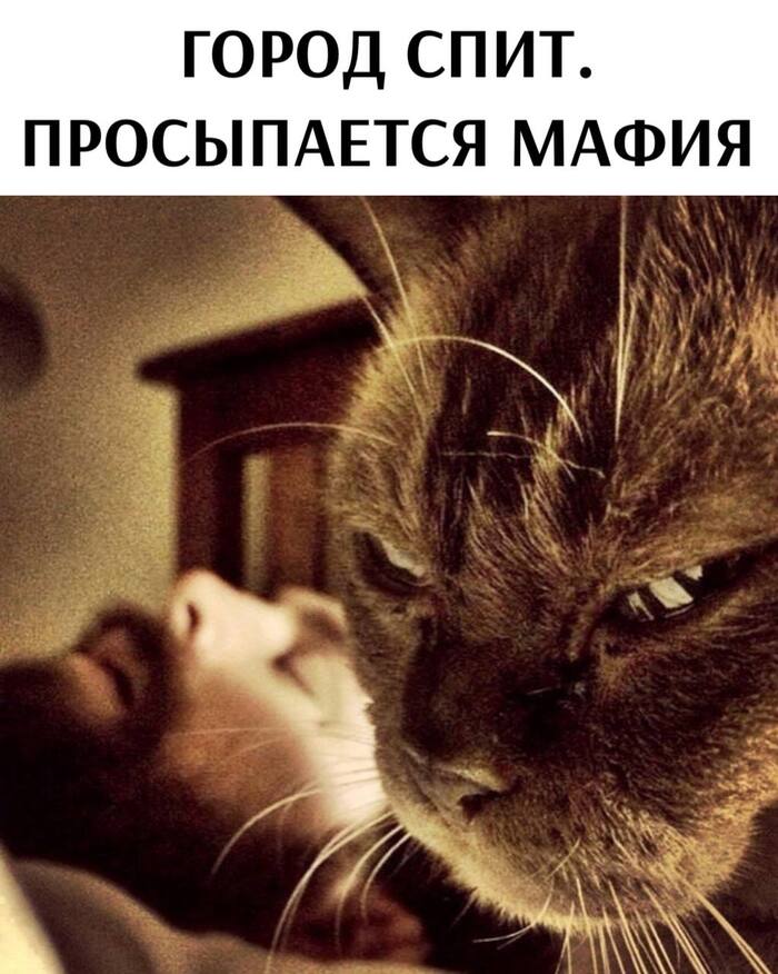   ?)) , ,   ,  , Telegram (), 