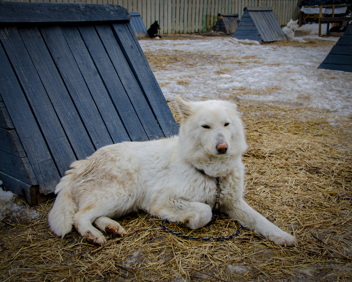 Грациозная 🐺