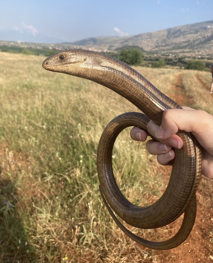 Желтопузики живут долго: 20-30 лет в природе и более 50 лет в неволе!