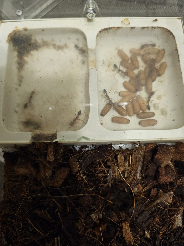  Harpegnathos saltator.  , , , ,  
