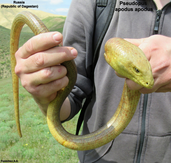 Ящерка стала исчезающим видом в Казахстане и Краснодарском крае. Знайте друга в лицо, не убивайте желтопузиков! Их можно даже безопасно взять на ручки.