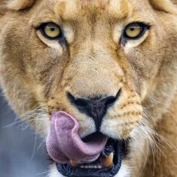 Lione5s