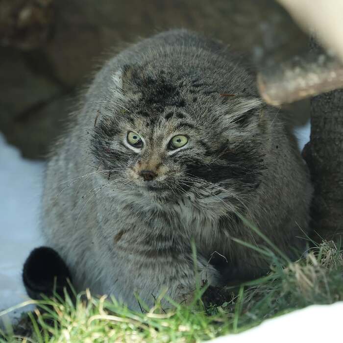  .   <a href="https://pikabu.ru/story/lyovushka_byil_i_takim_12528761?u=https%3A%2F%2Fwww.instagram.com%2Fp%2FC5Qw9m5vNb4%2F%3Figsh%3DMXYyeHRocWVwMGp2eQ%3D%3D&t=haru_manul%20inst&h=7a4d2e6d76a7dc6e3b8d2871cad3e44813a8c2be" title="https://www.instagram.com/p/C5Qw9m5vNb4/?igsh=MXYyeHRocWVwMGp2eQ==" target="_blank" rel="nofollow noopener">haru_manul inst</a>