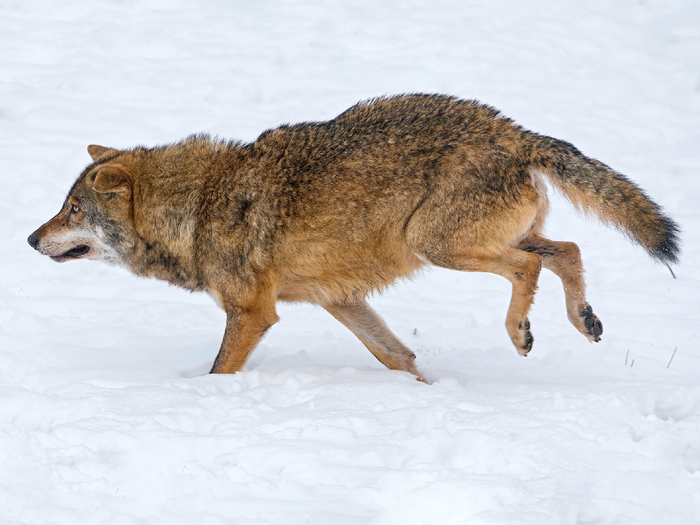   "Canis lupus"     .      80       76 .     100   ,       90 .